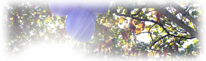 �R���̍~�蒍�����z�̉��ň�������������Ԃǂ�