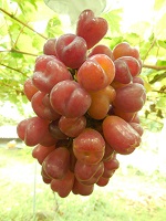 �}�C�n�[�g