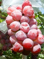 �o�C�I���b�g�L���O